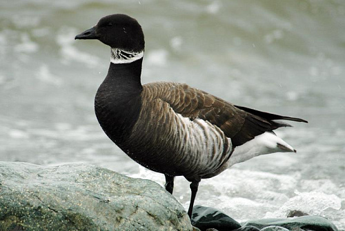 ������������� �������